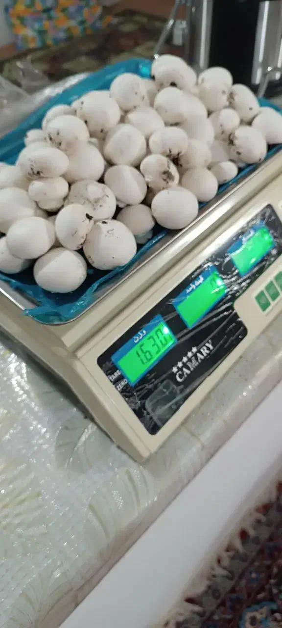 قارچ درجه یک و تو پر تکی و عمده|خوردنی و آشامیدنی|ساری, |دیوار