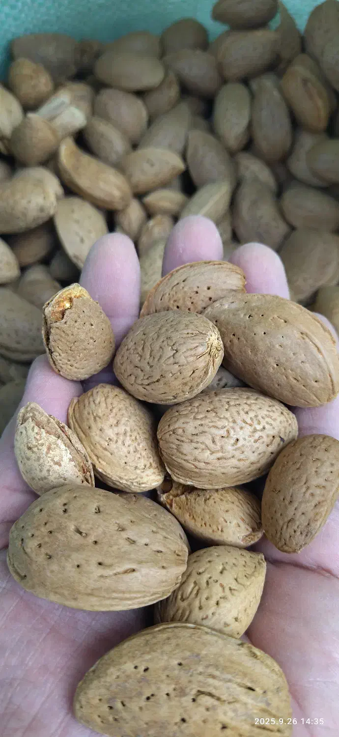 بادام سنگی درجه یک|خوردنی و آشامیدنی|دهگلان, |دیوار