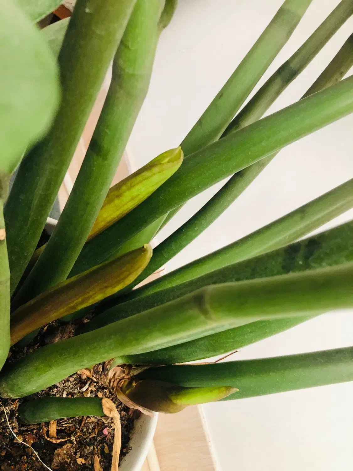 گل زانفوریا|گل و گیاه طبیعی|سبزوار, قاضی زاد|دیوار