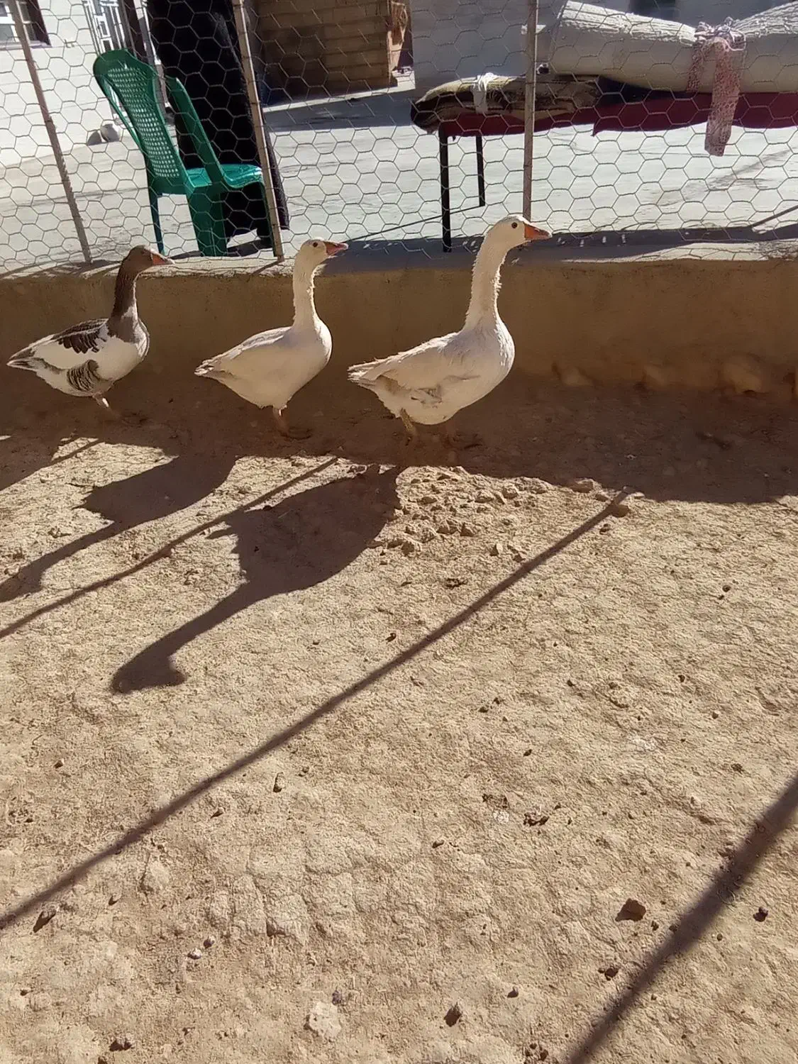 8عدد غازو3عدد  بوقلمون و8عدد مرغ به فروش میرسد|حیوانات مزرعه|کوهدشت, |دیوار