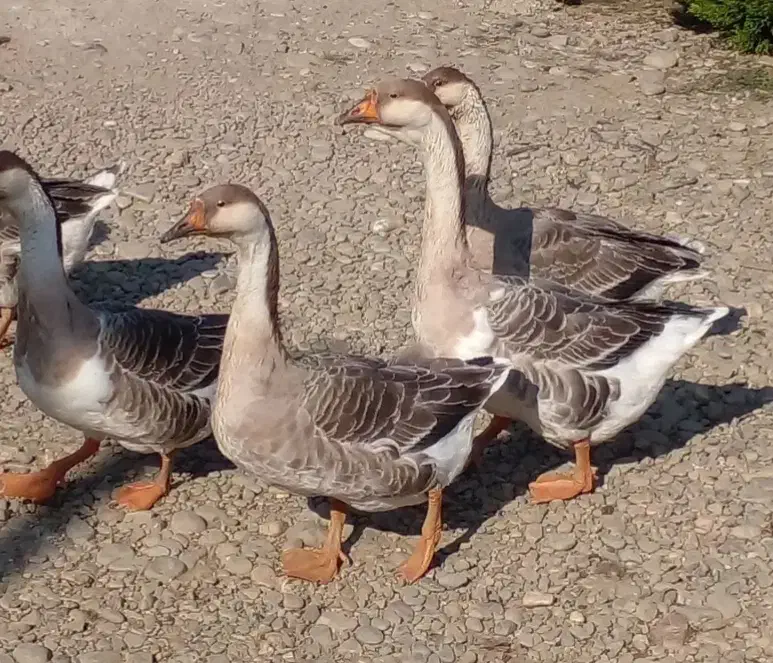 قو غاز اکراینی لیندا|حیوانات مزرعه|مشهد, شیرودی|دیوار