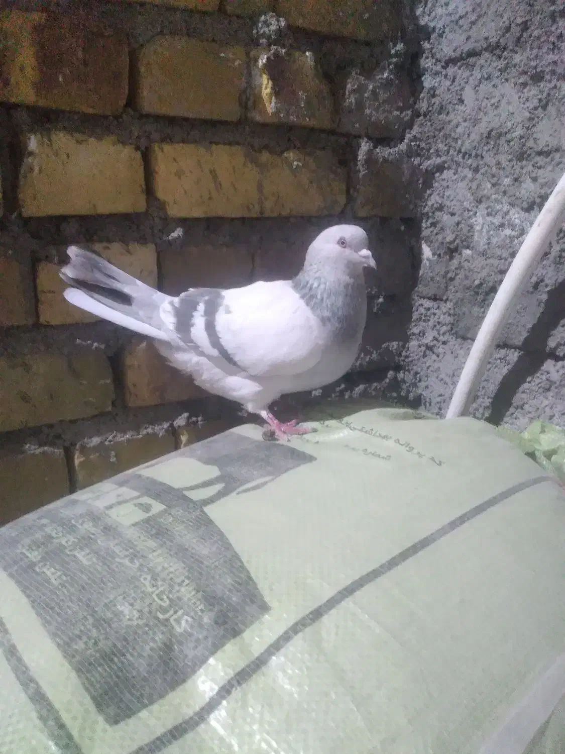 کفتر|پرنده|باخزر, |دیوار