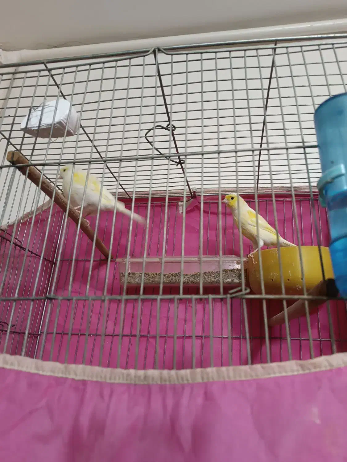 یه جفت قناری درجه یک|پرنده|فارسان, |دیوار