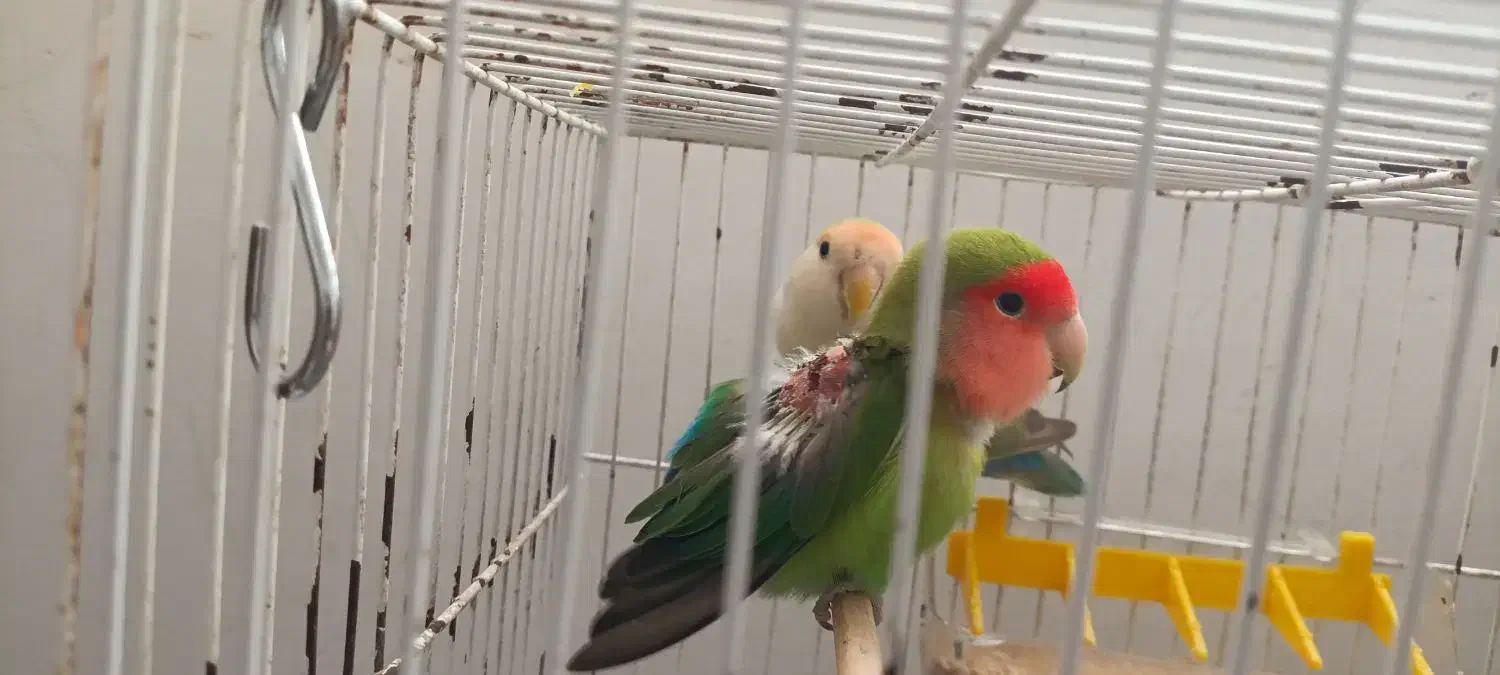 دو عدد کوتوله برزیلی|پرنده|تربتحیدریه, شهرک ولیعصر|دیوار