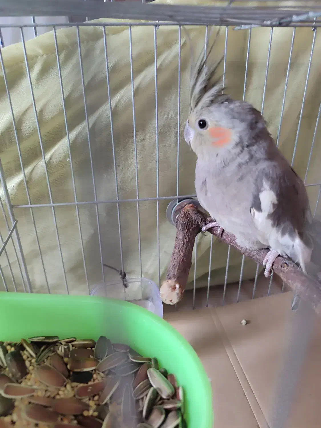 عروس هلندی|پرنده|تهران, مشیریه|دیوار