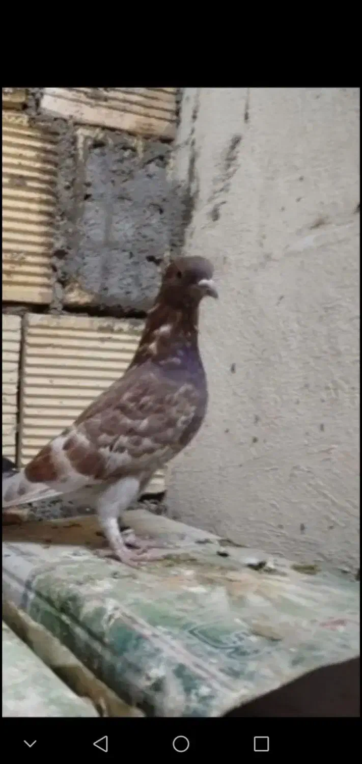 جوجه سرخ دم سابونی ماده|پرنده|مسجد سلیمان, |دیوار