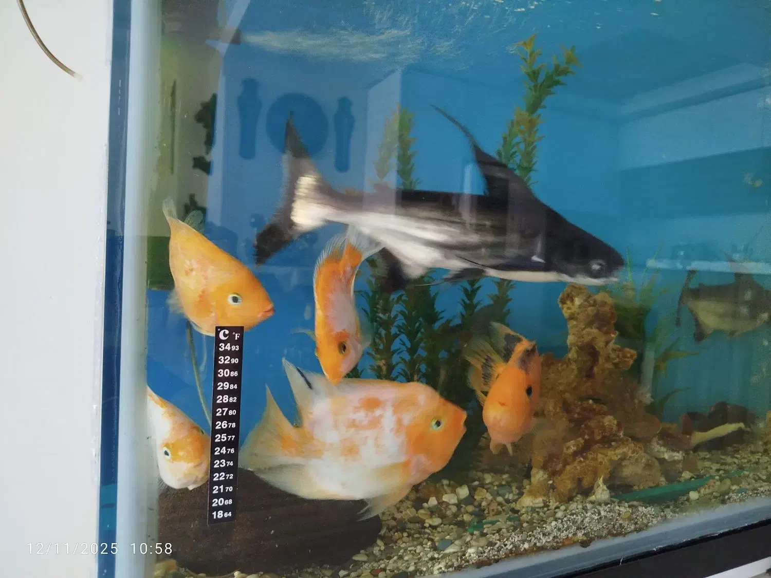 ماهی پرت 3عدد سانتا 2عدد کینگ|ماهی|فردیس, شهرک ناز|دیوار