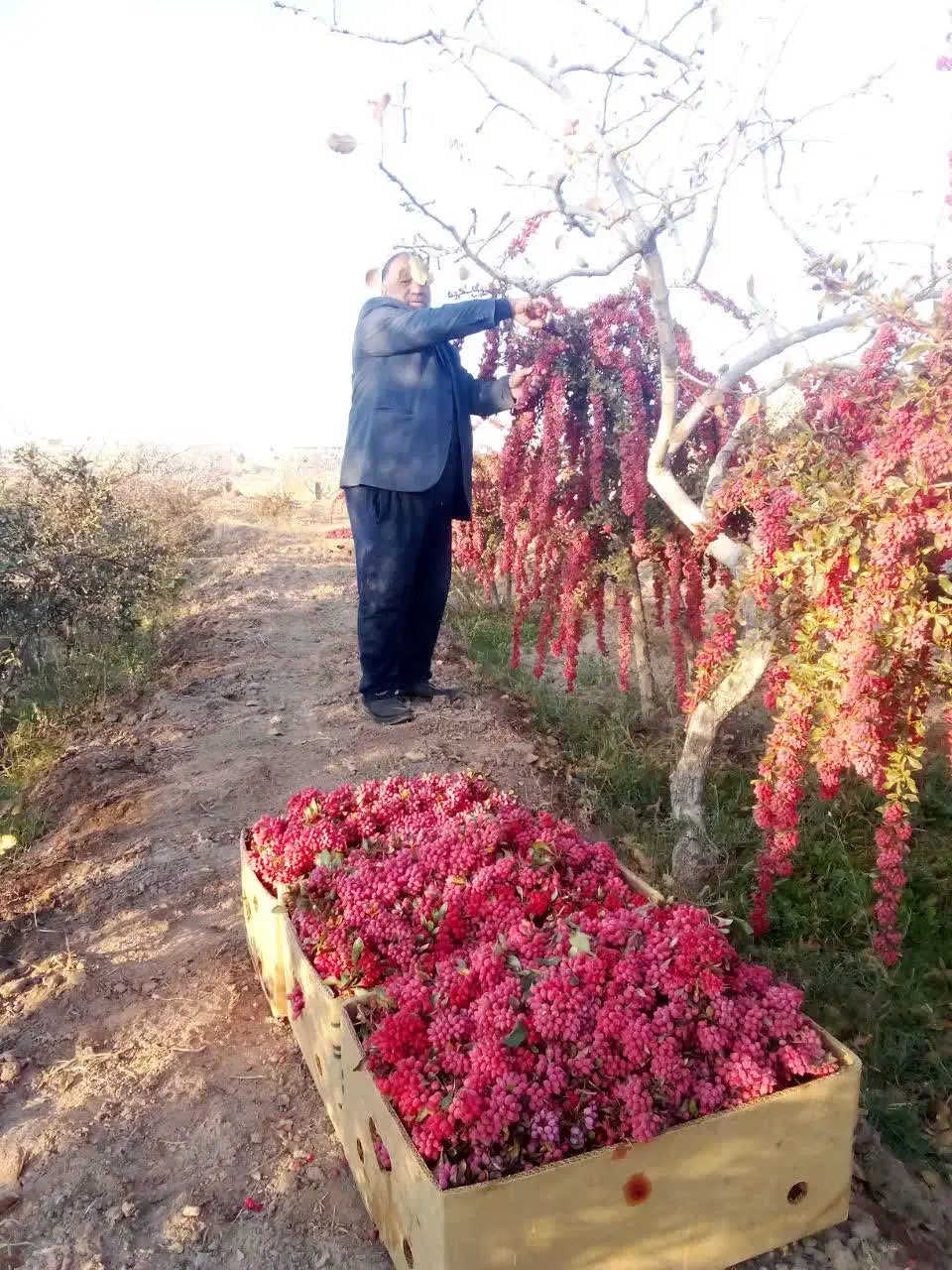 زرشک تازه قاینات شرعی رسید|خوردنی و آشامیدنی|مشهد, شهرک ابوذر|دیوار
