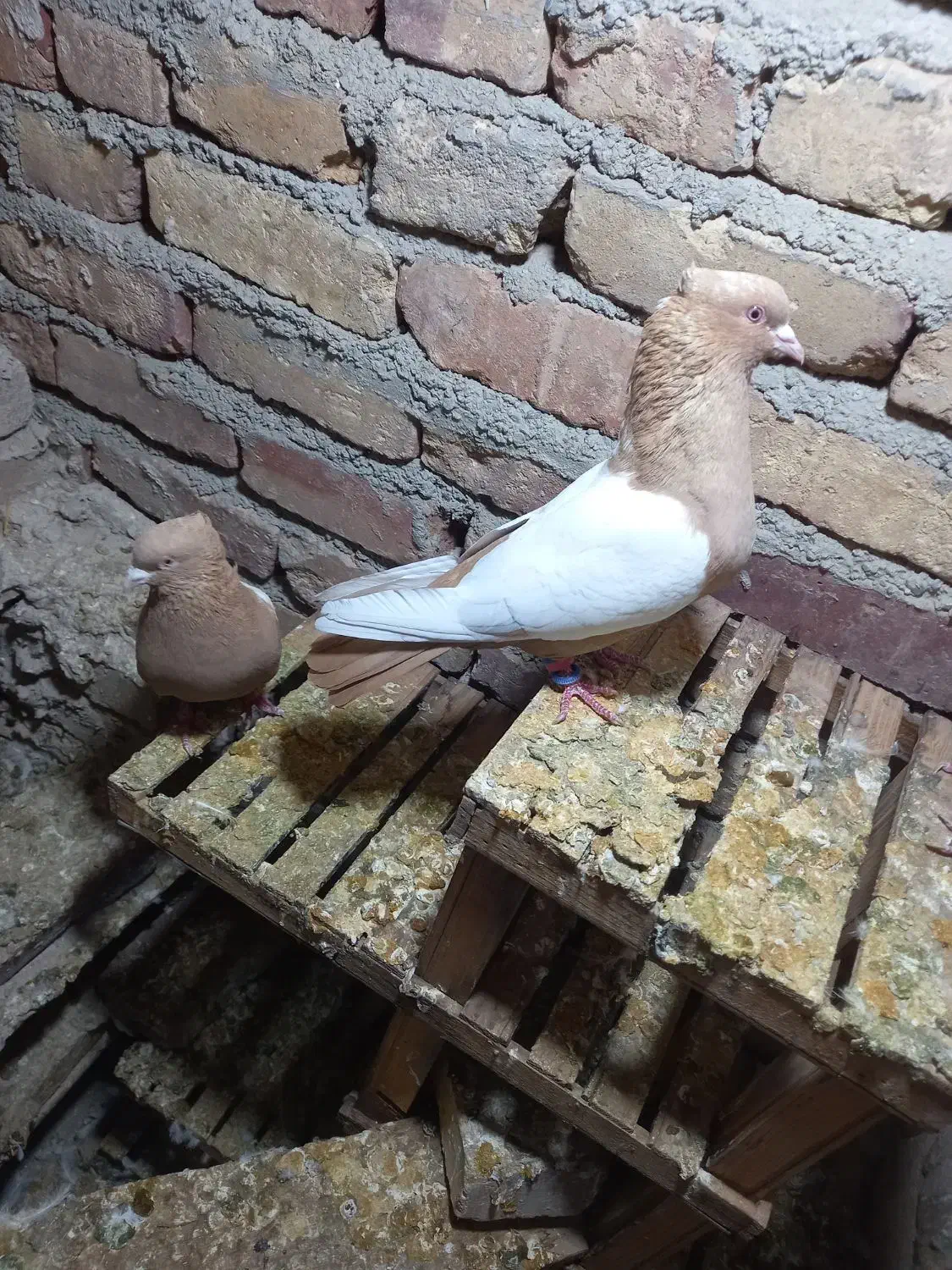 سرتاپای.پاک|پرنده|پیر سلیمان, |دیوار