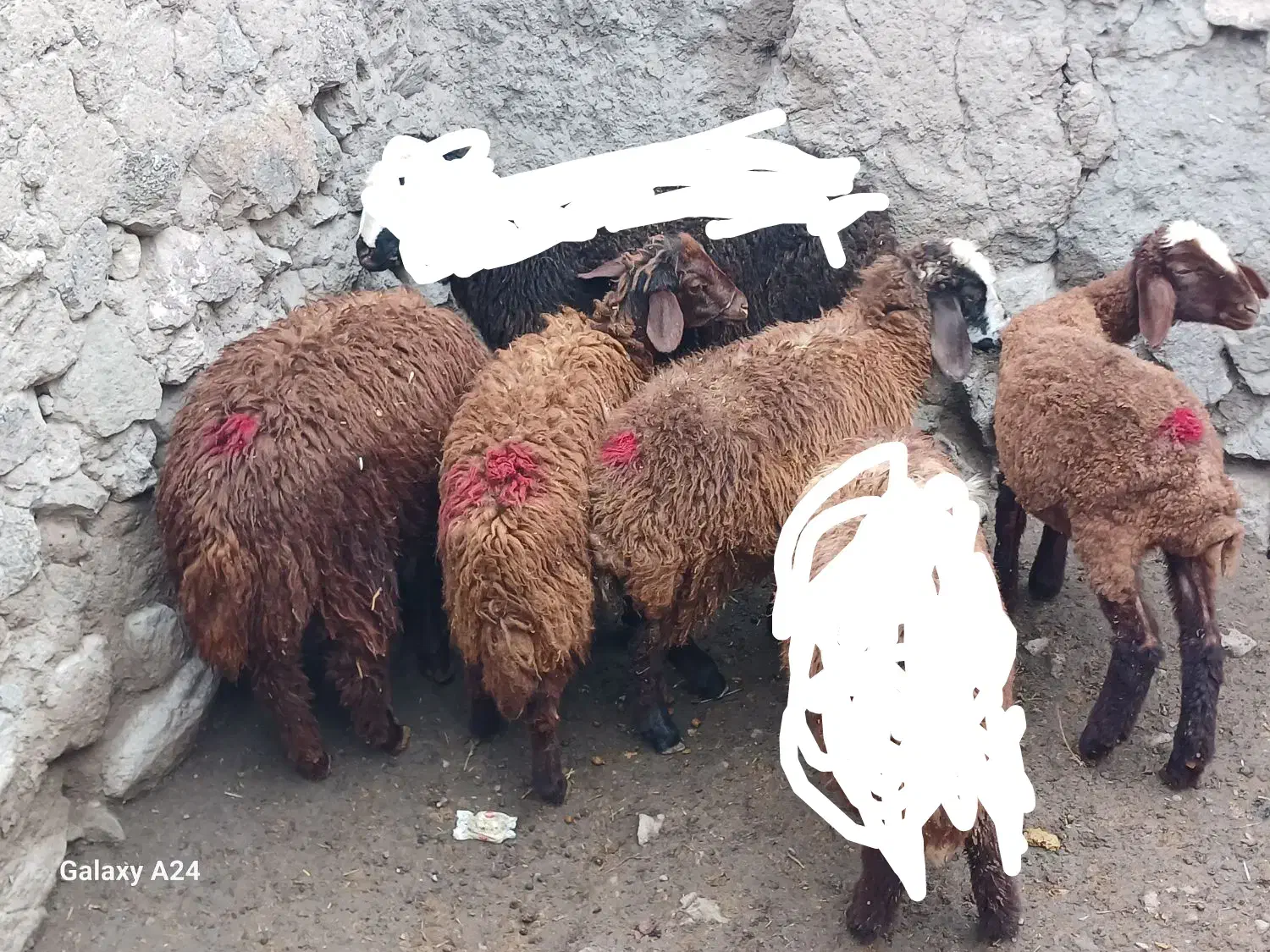 بره ۴راس ماده  واسه نگهداری جفتی ۱۵میلیون|حیوانات مزرعه|اردبیل, |دیوار