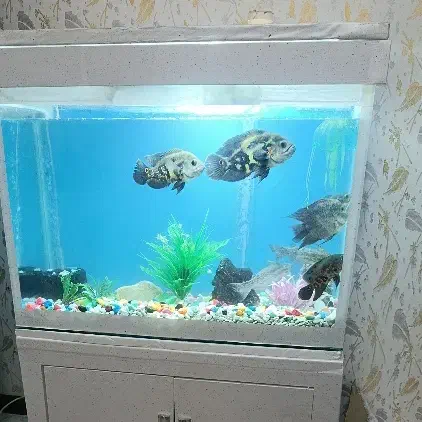 ۷ عدد ماهی معاوضه با ماهی بزرگ|ماهی|تبریز, |دیوار