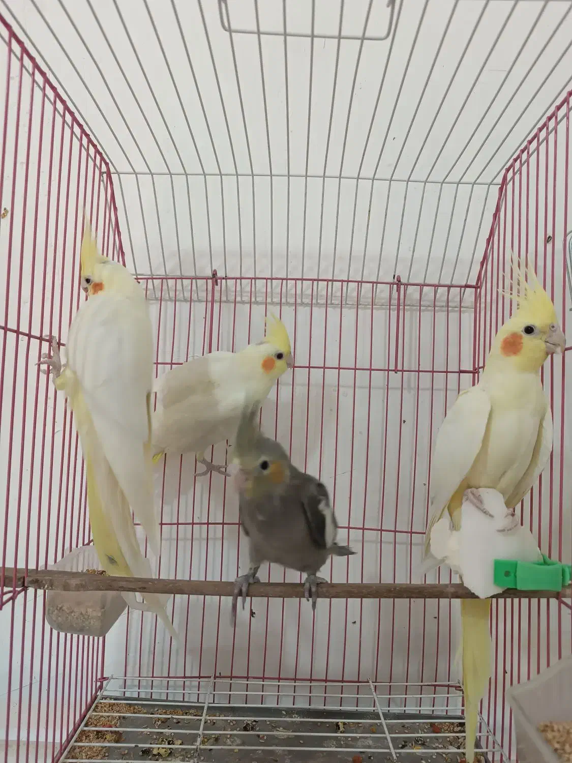 طوطی عروس هلندی رام|پرنده|کلاردشت, |دیوار