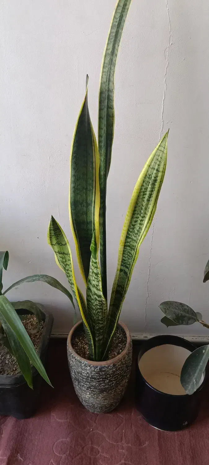 وسایل منزل|حراج|چناران, |دیوار