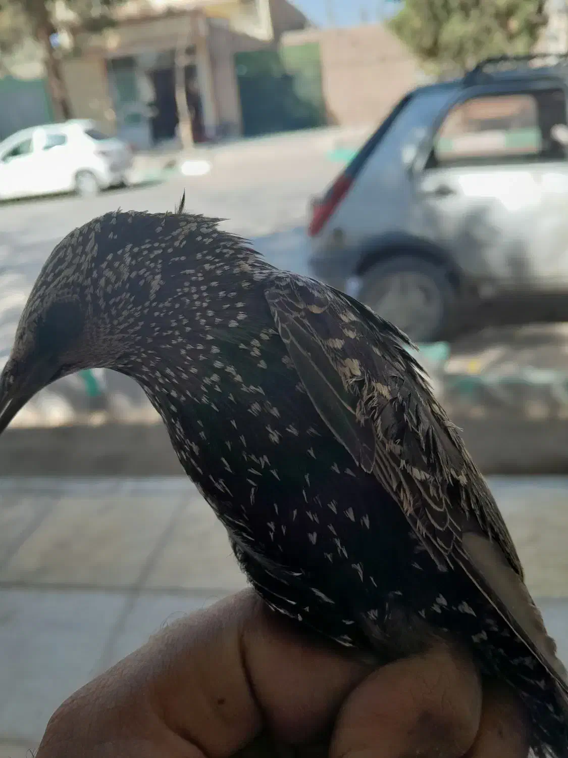 پرنده زیبا|پرنده|کرمان, |دیوار