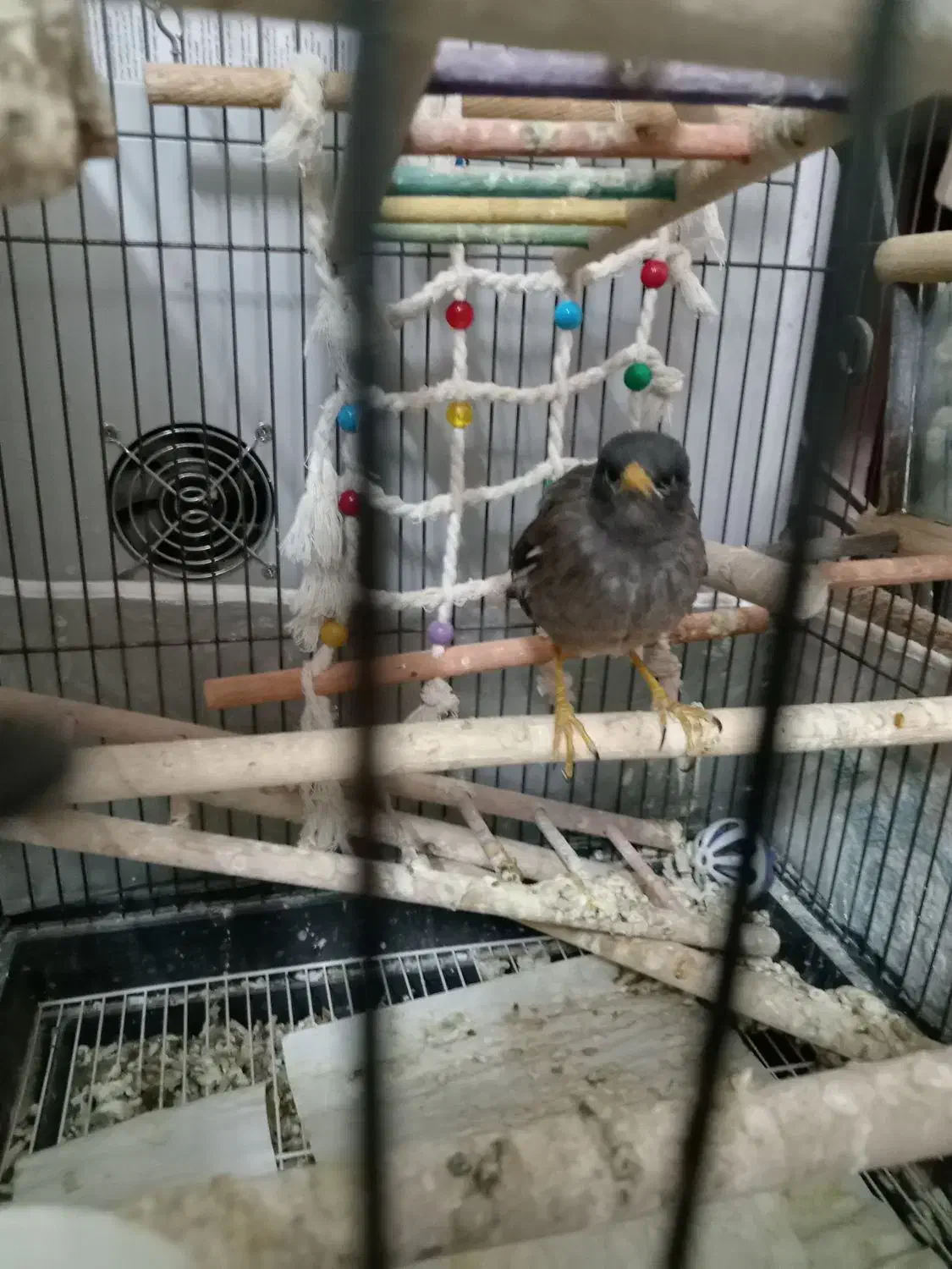 مینا 1ساله|پرنده|مشهد, کارمندان دوم|دیوار