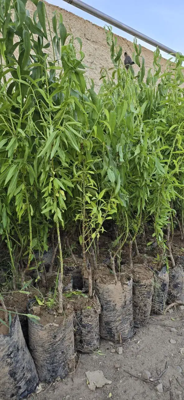 نهال گردو پربار و مقاوم مناسب مناطق سردسیرو معتدل|خدمات باغبانی و درختکاری|تبریز, |دیوار