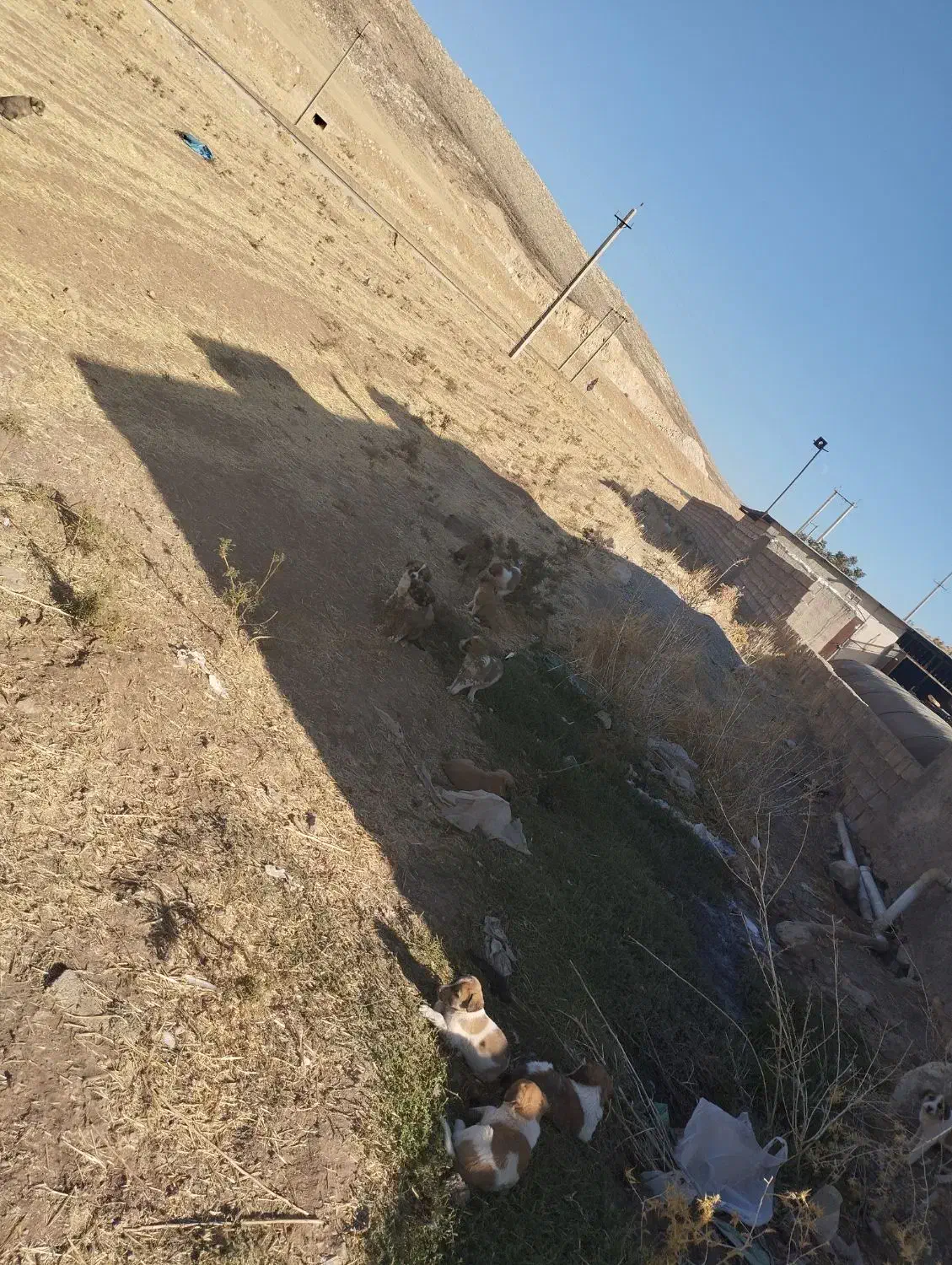 حیوانات|سگ|درب گنبد, |دیوار