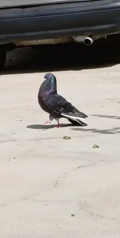 کبوتر آهنی نر ماده|پرنده|شاهین دژ, |دیوار