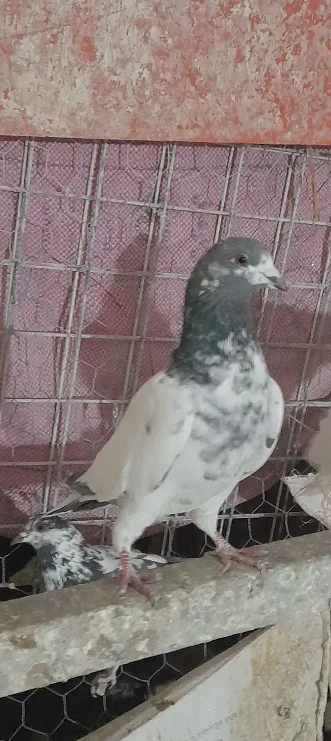 یوانت‌ریب‌|حیوانات|مشگین شهر, |دیوار