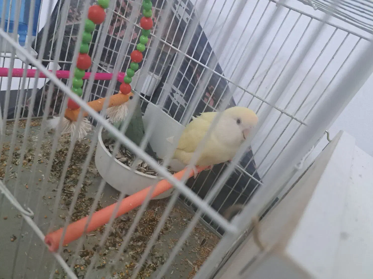 طوطی برزیلی تخم گزار جفت|پرنده|بجنورد, |دیوار