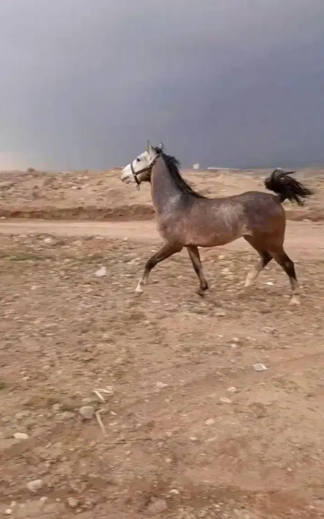 اسب عربی اصیل وزیبا|اسب و تجهیزات اسبسواری|فریدونشهر, |دیوار