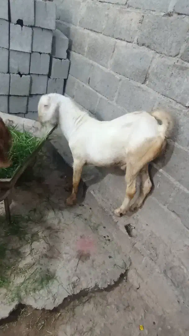 کهره نری|حیوانات مزرعه|میناب, |دیوار