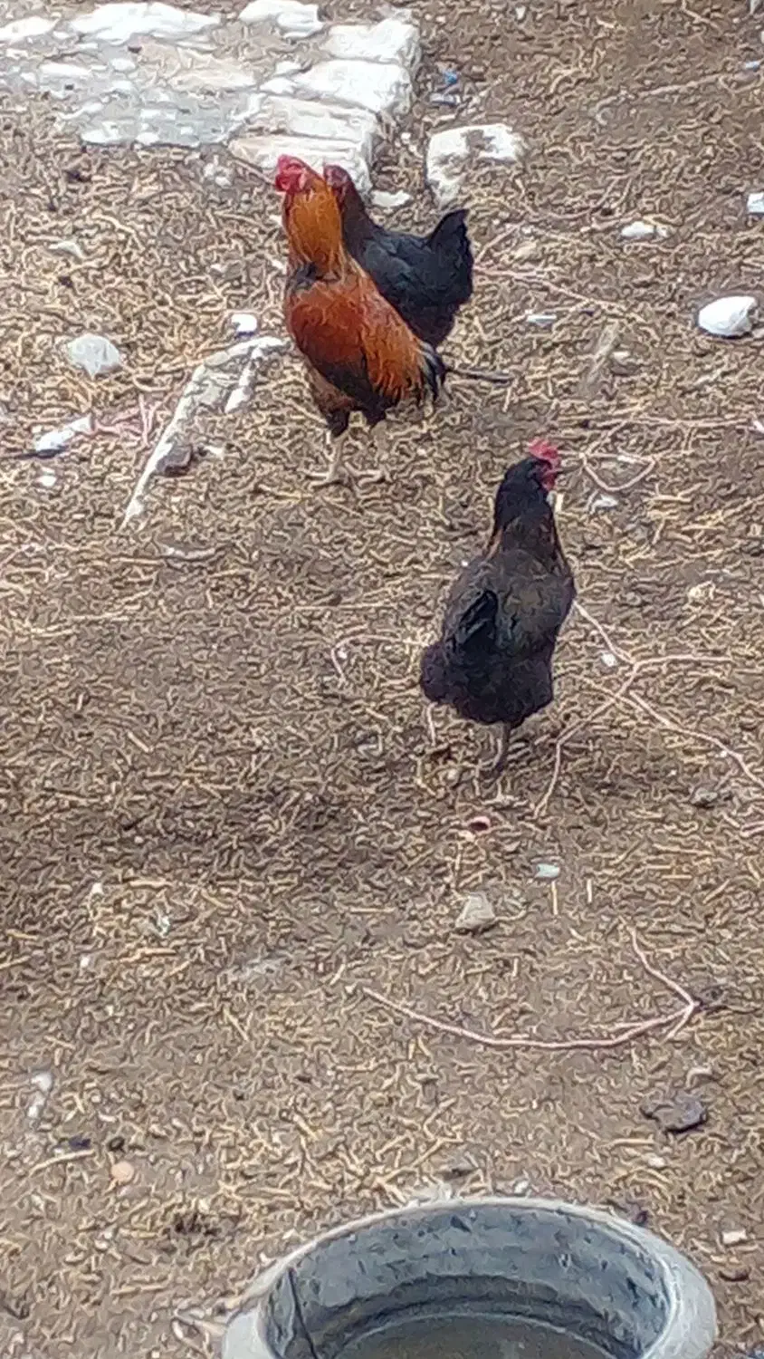 مرغ و خروس|حیوانات مزرعه|شیروان (خراسان), |دیوار