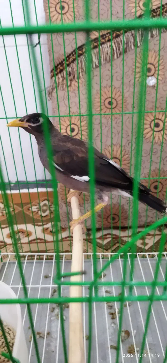 مرغ مینا|پرنده|ایلام, |دیوار