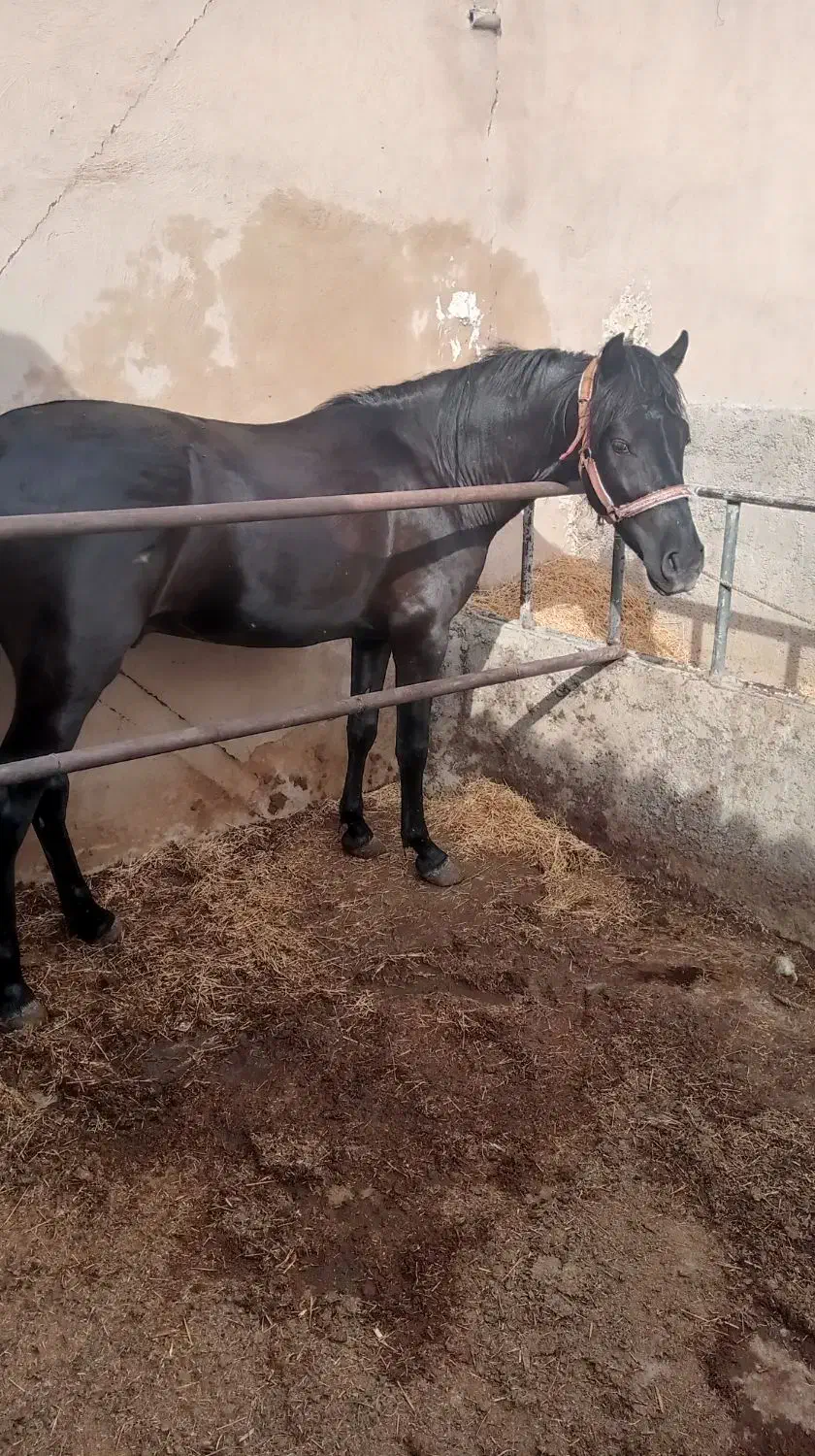 اسب نریون|اسب و تجهیزات اسب‌سواری|پاکدشت, پاکدشت (مامازند)|دیوار