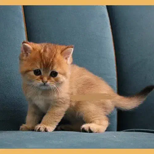 گربه نژادداربریتیش|گربه|فردوسیه, |دیوار