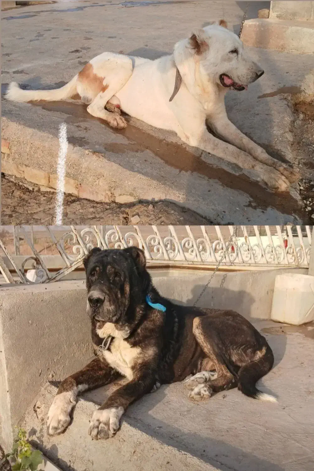 سگ گم شده|حیوانات|ساوه, |دیوار