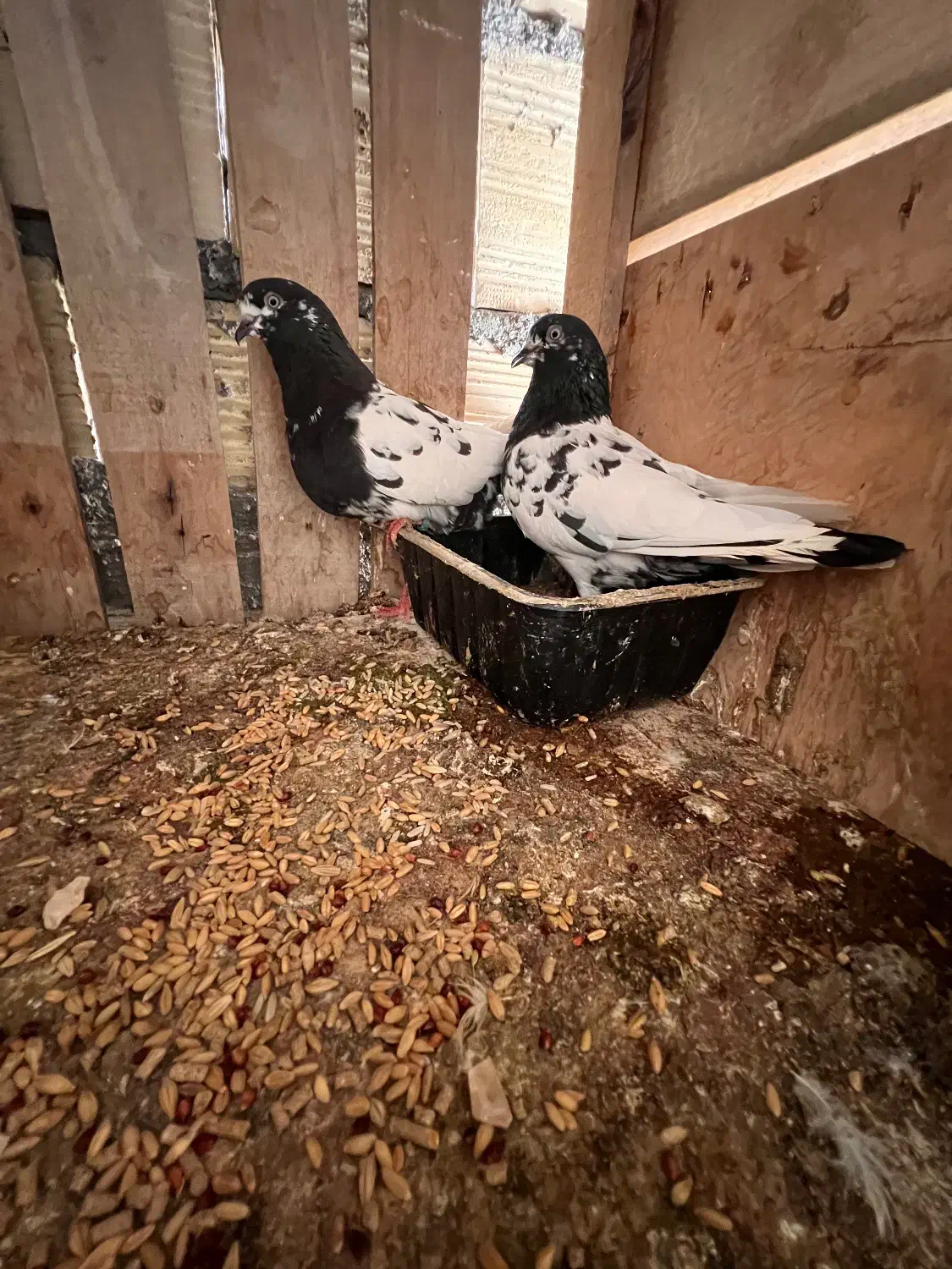 کفتر|پرنده|قشم, |دیوار