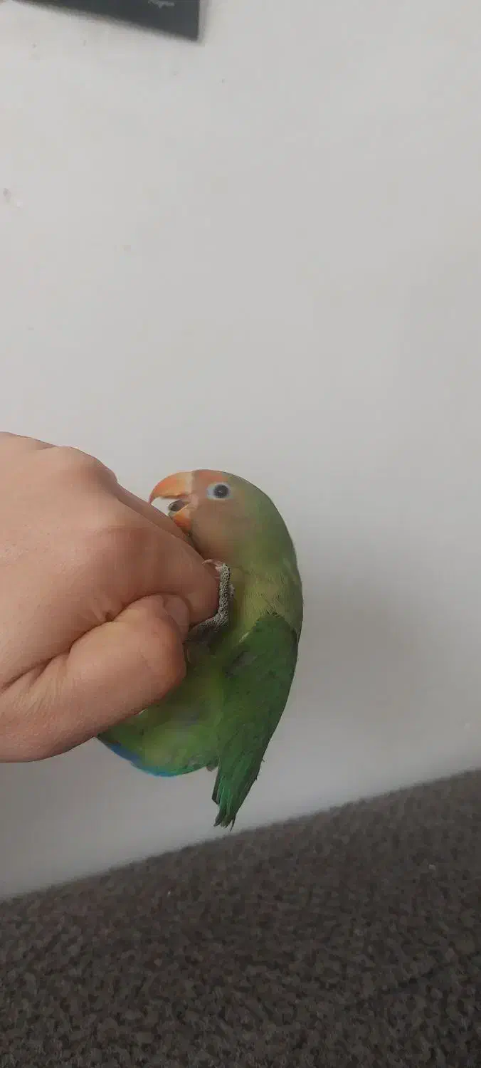 کوتوله برزیلی شیطون و دستی|پرنده|تربت جام, فاز ۳ فرهنگیان|دیوار