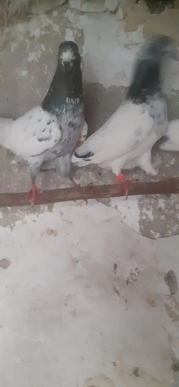 جفت کفتر تیدی جوان|پرنده|چابکسر, |دیوار