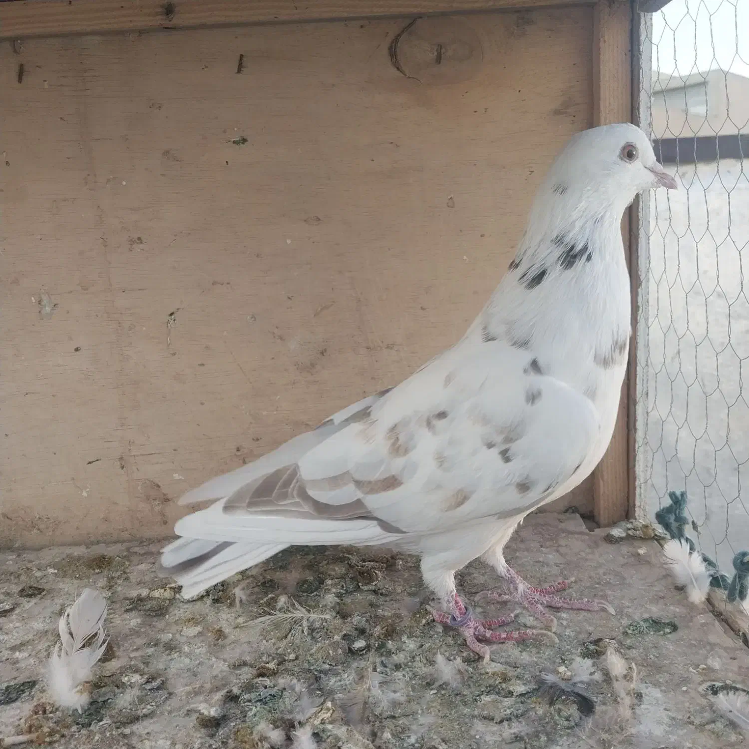 کبوتر غریبگیری ماده|پرنده|کرج, گوهردشت|دیوار