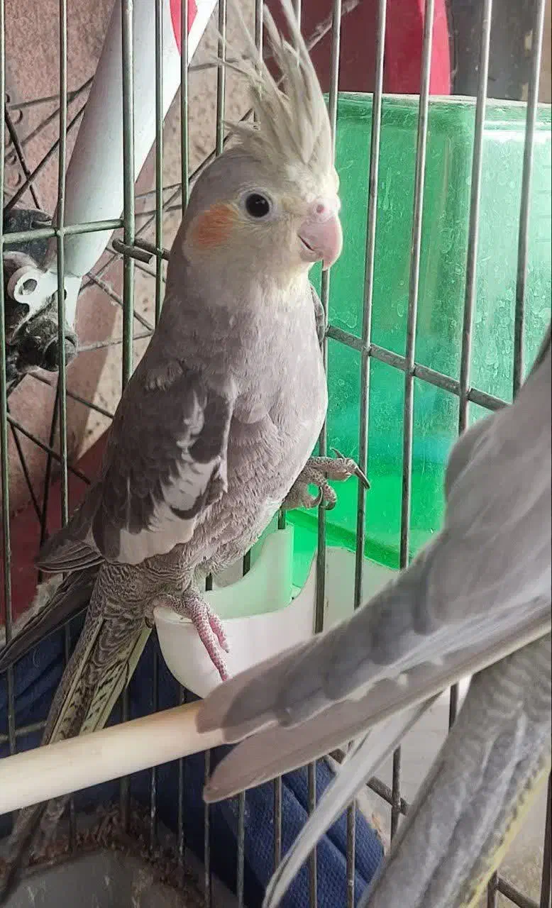 عروس هلندی خوشگل و زیبا|پرنده|تهران, والفجر (افسریه)|دیوار