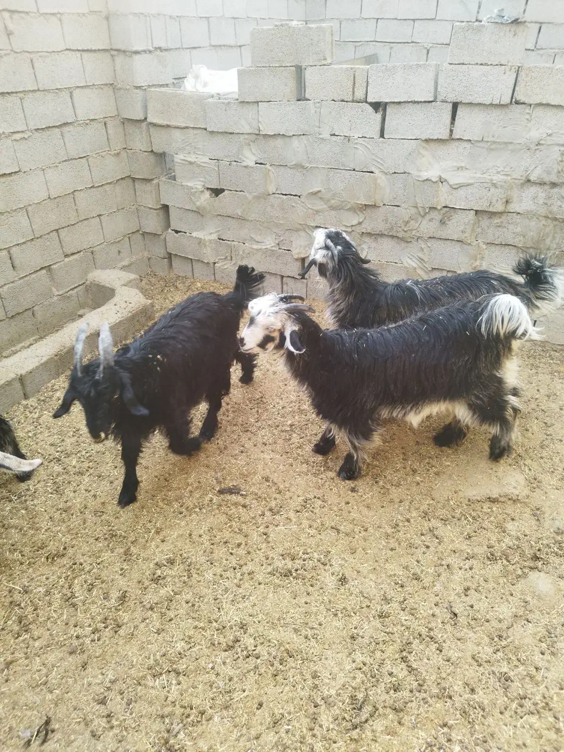 3تا بیگ تخمی داشتی|حیوانات مزرعه|ایذه, |دیوار