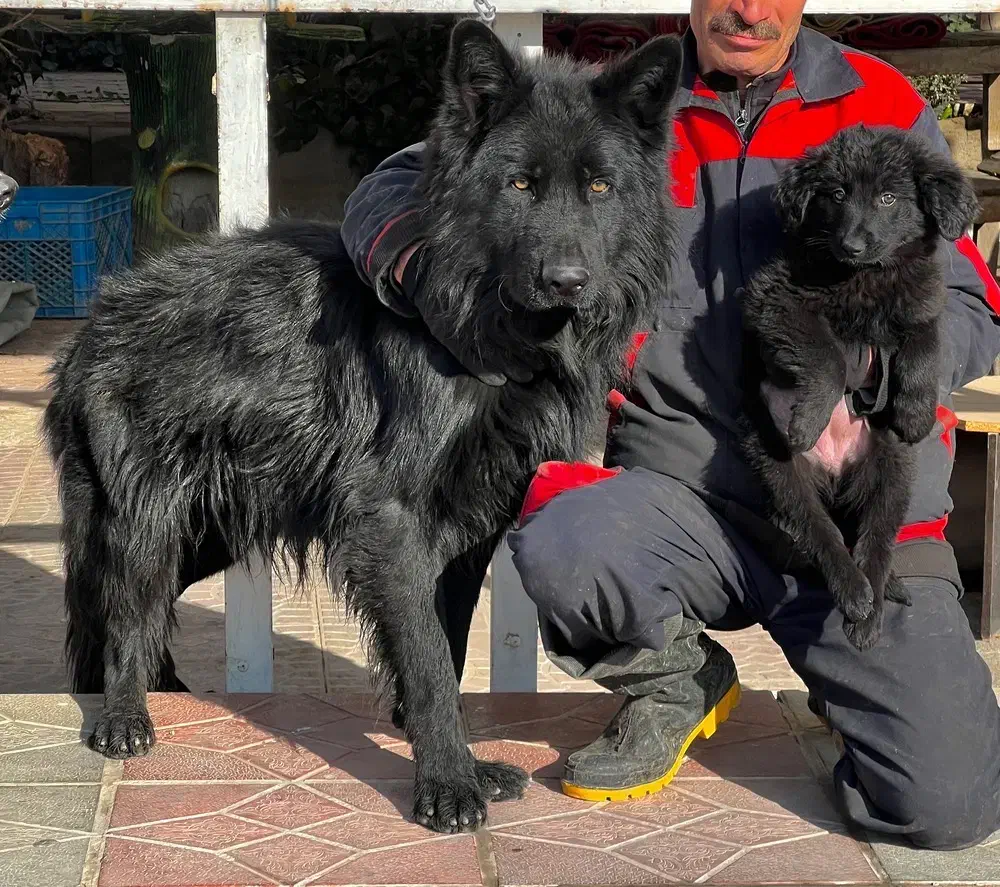 سگ ژرمن شپردبلک ماده موکلاسیک دوماه اصیل فی ۱۸ م ت|سگ|تهران, تهرانسر شمالی|دیوار