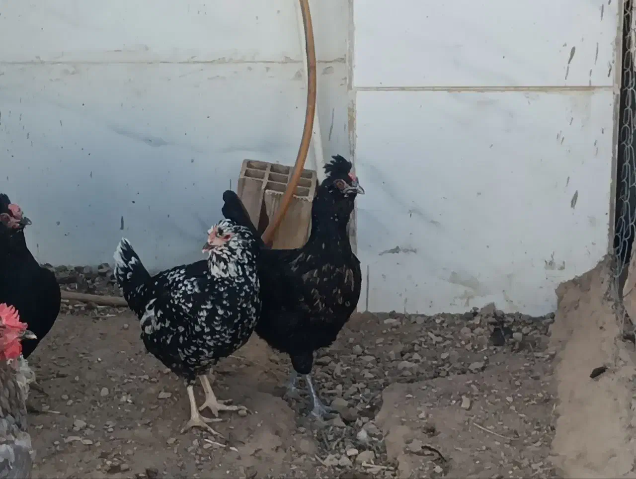 مرغ و خروس گلین|حیوانات مزرعه|جوین, |دیوار