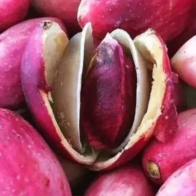 مشاوره تخصصی کاشت و برداشت پسته افزایش عملکرد باغ|خدمات باغبانی و درختکاری|قم, زنبیل آباد|دیوار