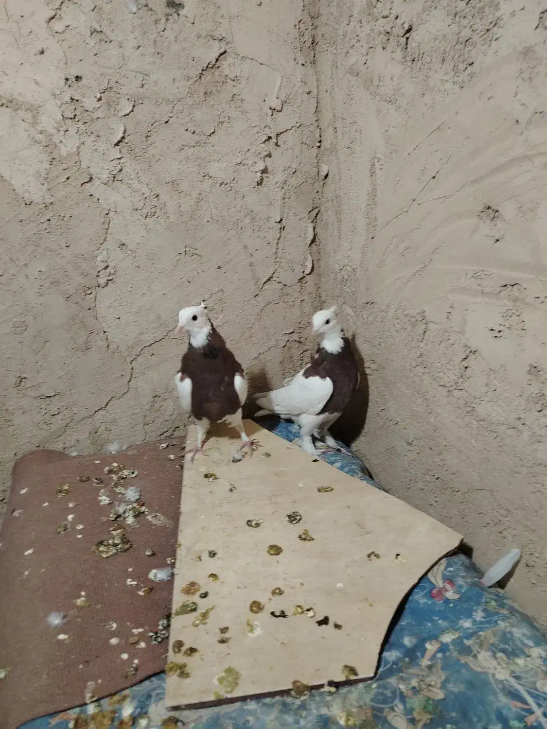 کفتر طوقی|پرنده|مبارکه, |دیوار