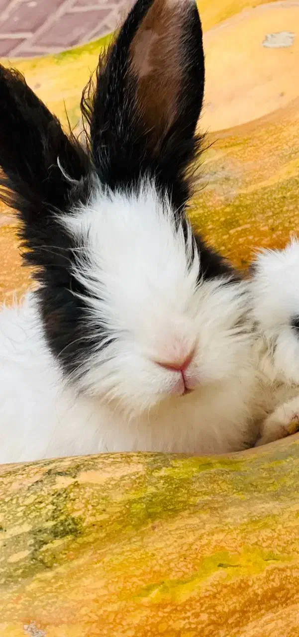 خرگوش|موش و خرگوش|پیرانشهر, |دیوار