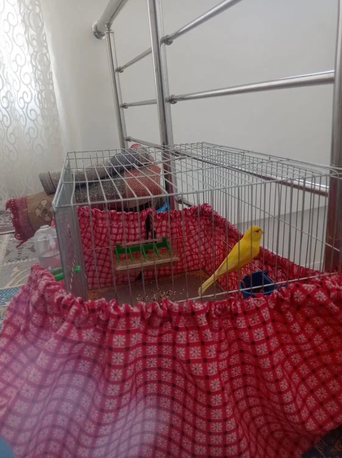 قناری نر|پرنده|بروجرد, |دیوار