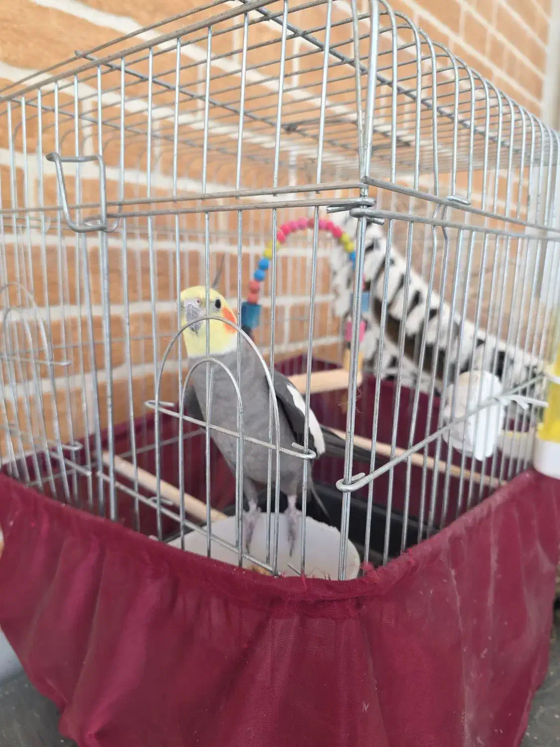 عروس هلندی|پرنده|مینودشت, |دیوار