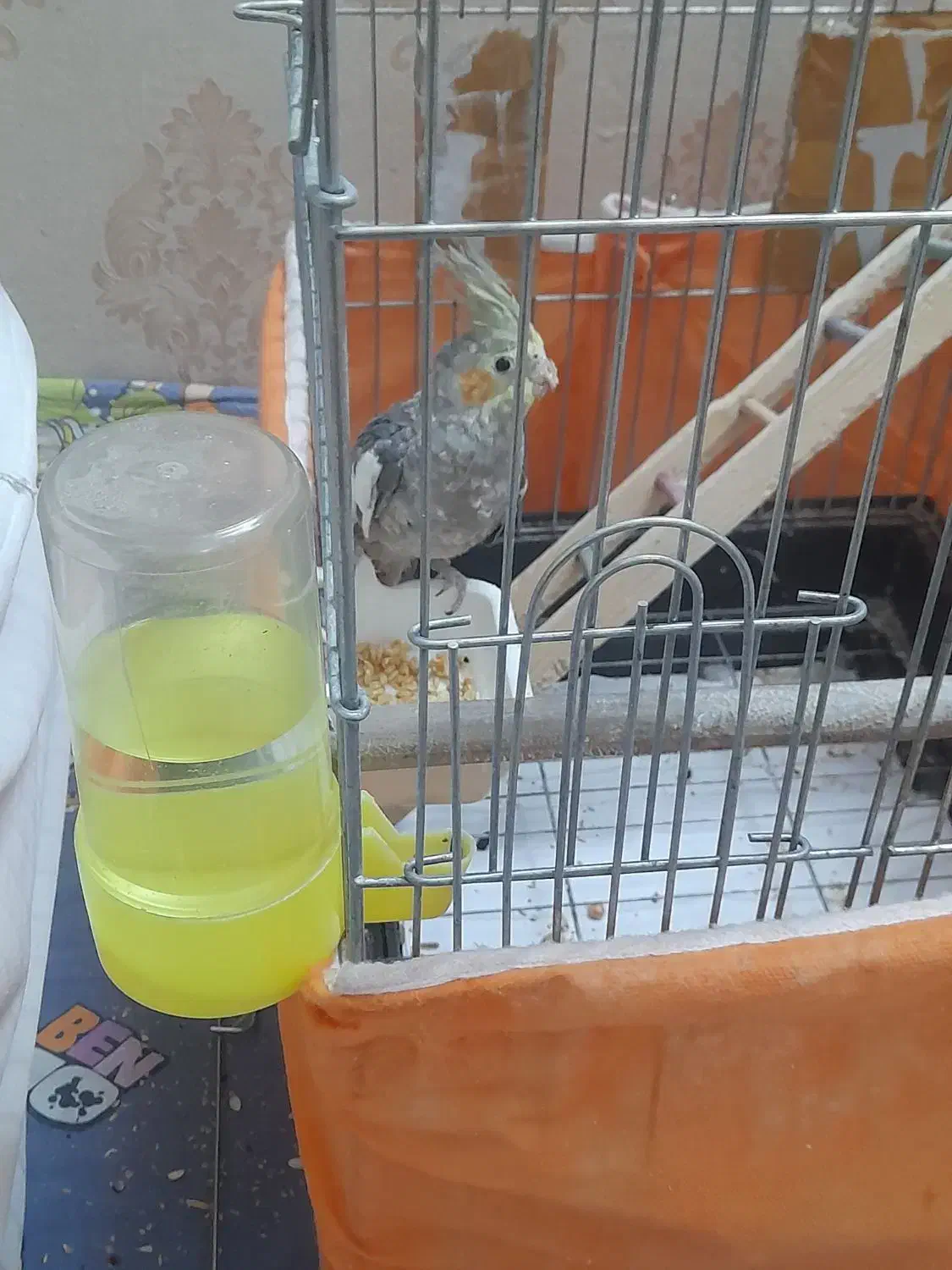 عروس هلندی نر|پرنده|تهران, شکوفه (عبدل آباد)|دیوار