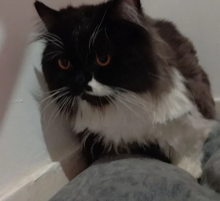 گربه|گربه|اسلامشهر, شهرک واوان|دیوار