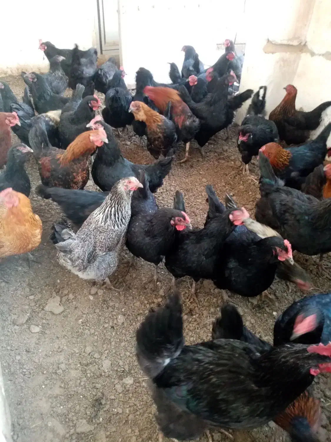 مرغ محلی|حیوانات مزرعه|شیروان (خراسان), |دیوار