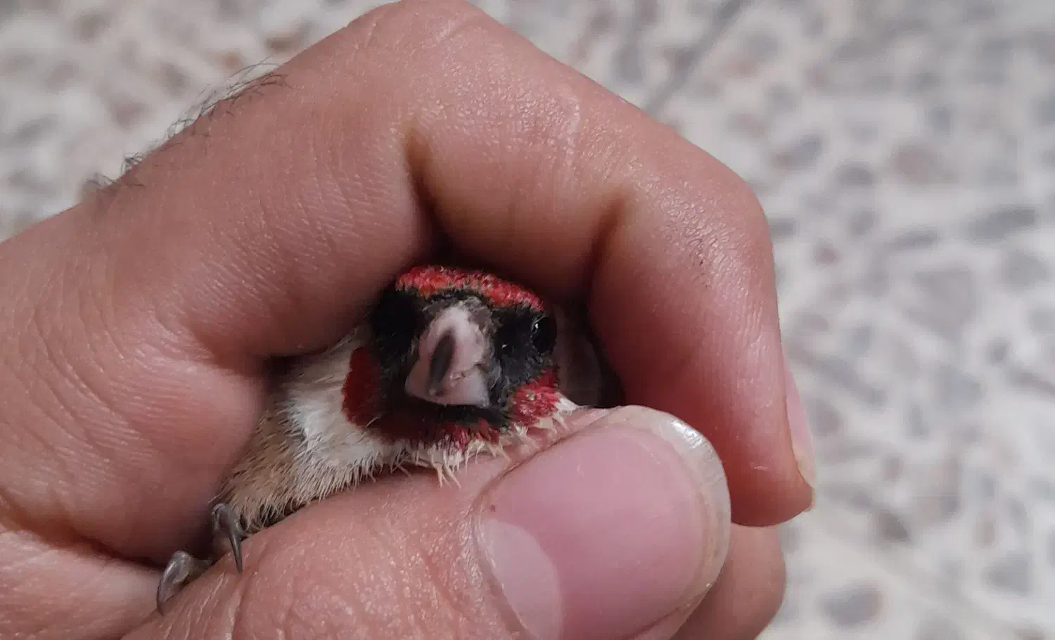 سهره نروماده|پرنده|دزفول, |دیوار