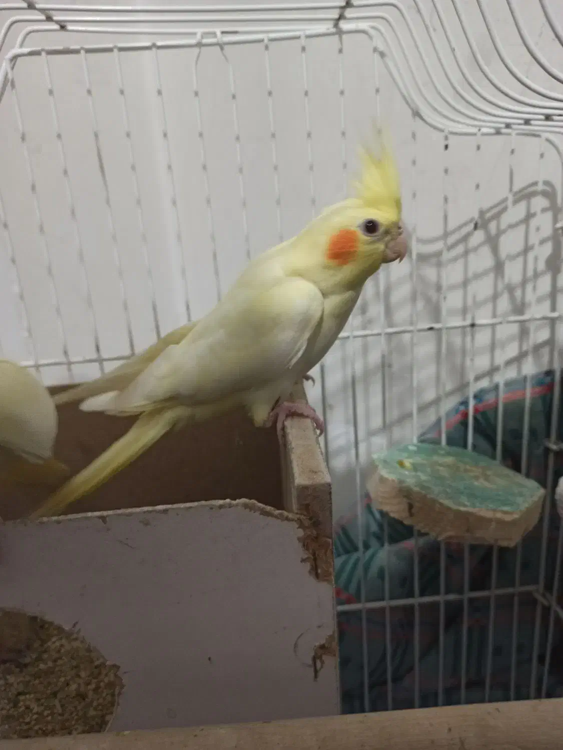 عروس هلندی ماده|پرنده|بندر ترکمن, |دیوار