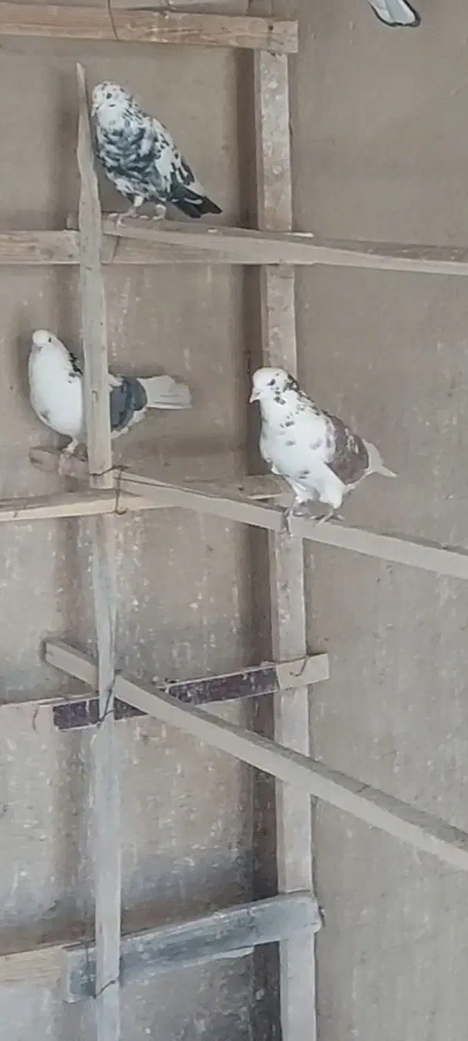 کبوتر پرشی ،پلاکی|پرنده|مبارکه, |دیوار